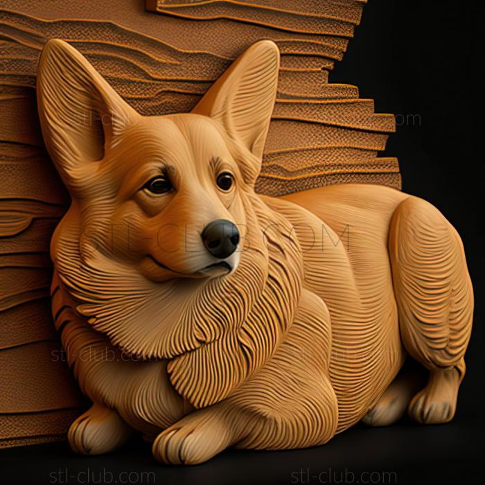 st Welsh Corgi dog